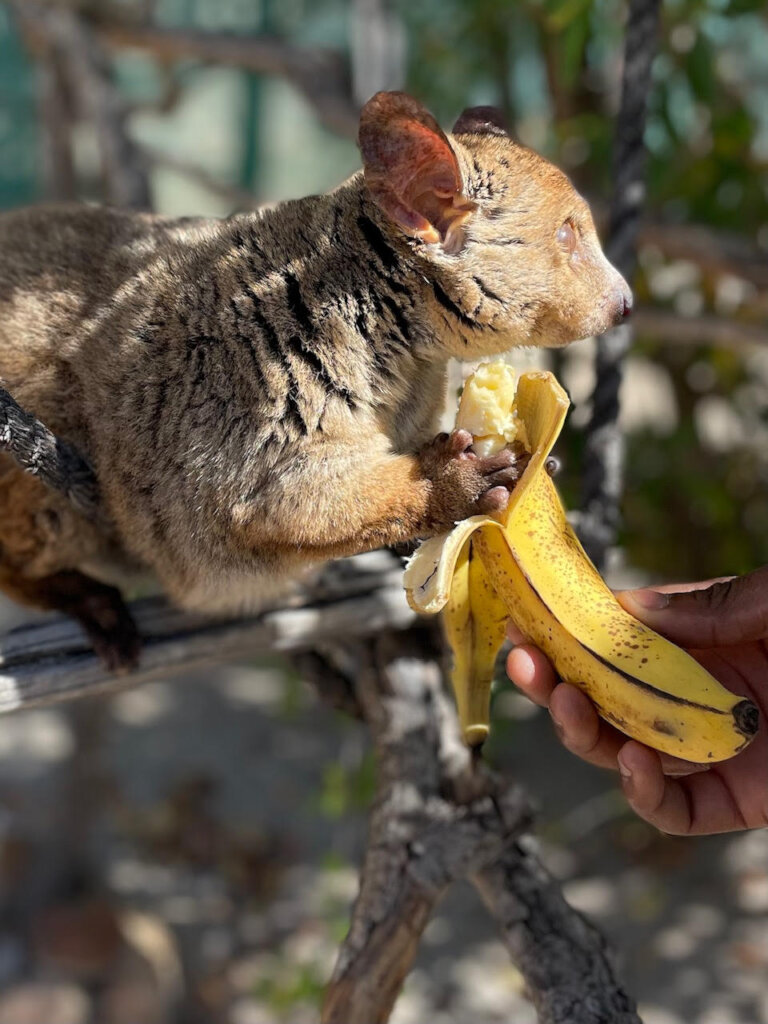 Keep Our Rescued Animals Healthy & Safe