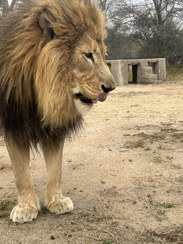Keep Our Rescued Animals Healthy & Safe