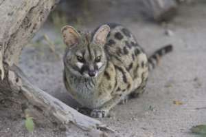 Chouchou the Genet