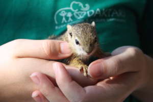 Joe the baby squirrel