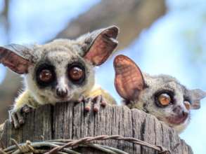 Tic & Tac the bush babies