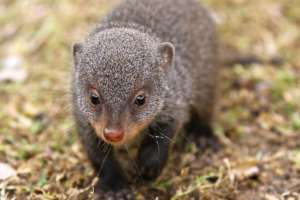 Pepi our mongoose