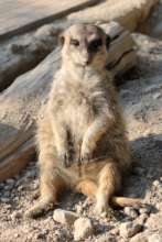 Tiki our meerkat