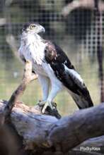 Scotty our African Hawk Eagle