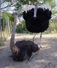 The Strauss Family, our two ostriches
