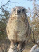 Caline our dassie (Rock Hyrax)