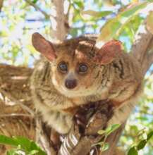 Banchee our Thick Tailed Bushbaby