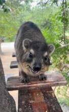 Eric our dassie