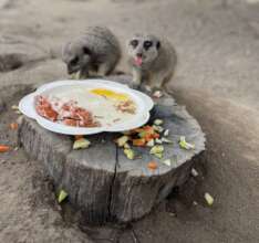 Our meerkats Pinocchio & Timon
