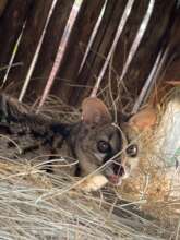 Chouchou the Genet in the nest