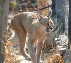 Shangaan our caracal