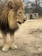 Telo our lion