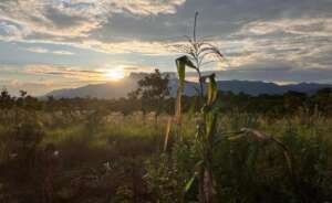 Parucito landscape