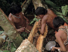 From the book: Harvesting honey on Joti territory.