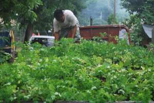 Seedlings of moringa