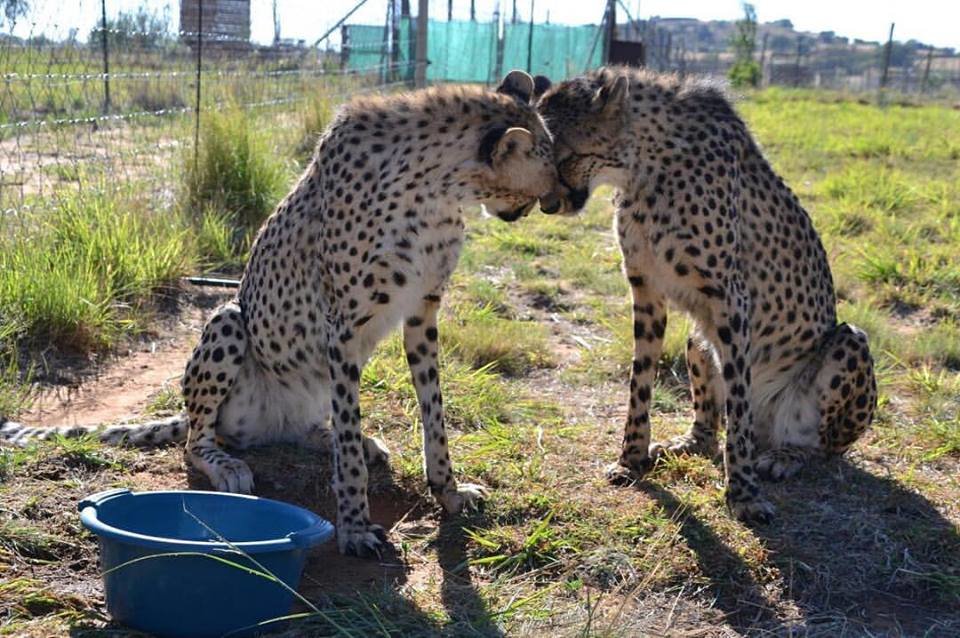 Help us make a promotional video for conservation!