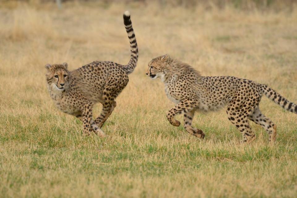 Help us make a promotional video for conservation!