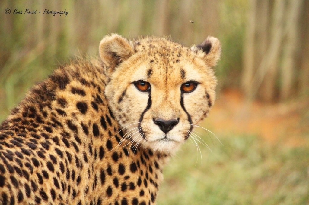 Help us make a promotional video for conservation!