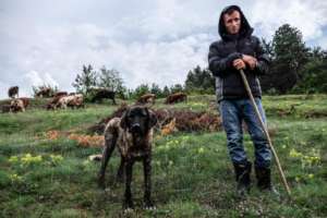 Jetmir grazing his animals on newly released land