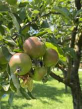 Apple trees in Vezire's yard
