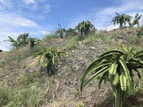 Dragon fruit plants