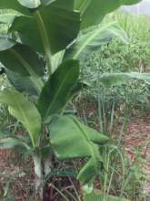 Banana shade