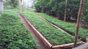 Seedling production
