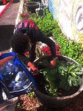 Gardening Program