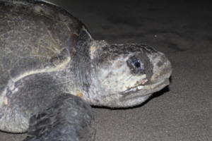 Turtles are wise, they know exactly where to nest