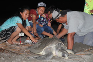 Monitoring sea turtle nests