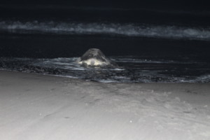 Good bye turtle, we will see you next time