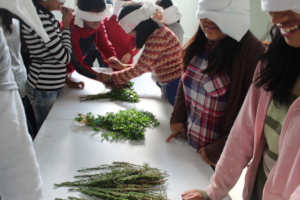 Sensorama de plantas medicinales