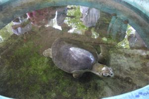 This turtle was damaged by the fisheries