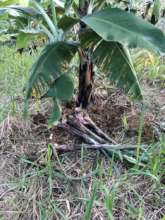 Banana growing