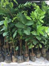 Fruit and timber seedling distribution