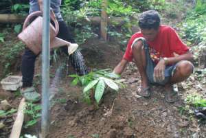 Tree growing