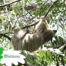 Sloth in the riverbank