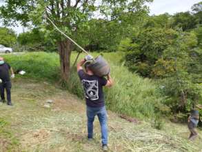 Carrying these 2.5 meter specimens down the hill!