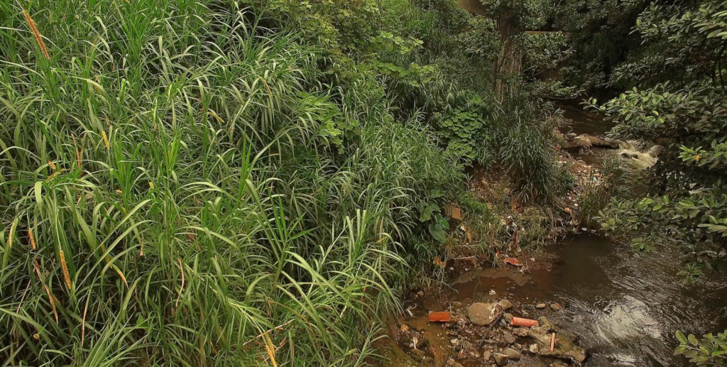 Reforestation of Costa Rica's urban riverbanks