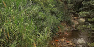Elephant Grass