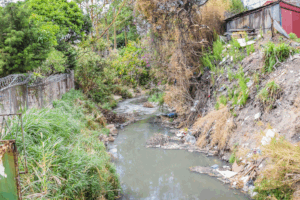 Restoration of trees and vegetation