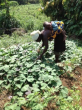 Moms cultivate sweet potato as weaning food