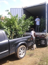Fruit tress being delivered for We Grow Food