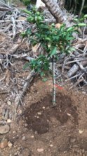 A newly planted fruit tree.