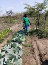 The food gardens starting to flourish