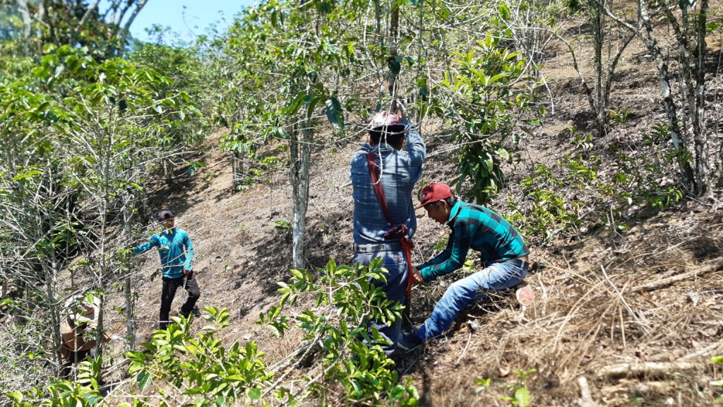 Coffee plants division