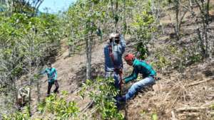 Coffee plants division