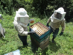 Practicing work with bees first-hand!