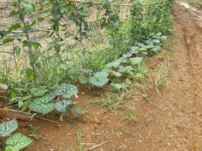 Growing food