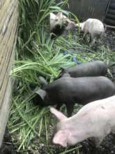 Growing piglets